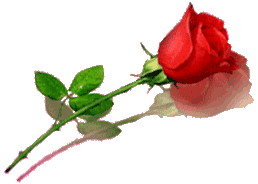 róża - Fundacja Tarcza